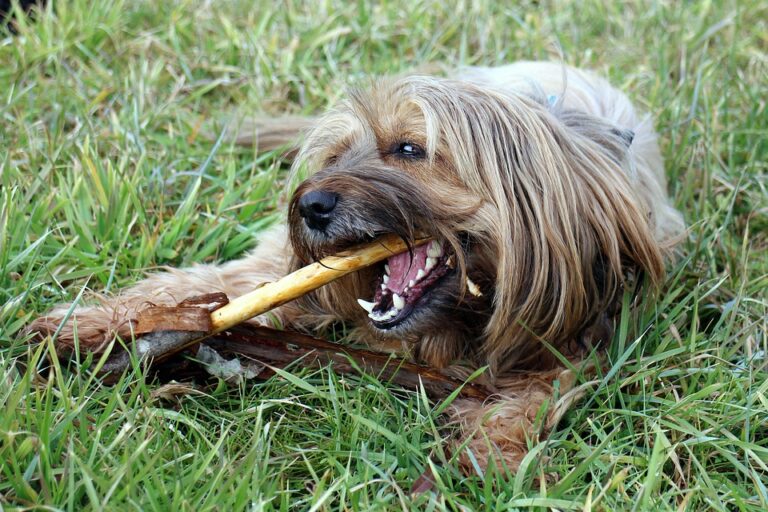 dog 246400 960 720