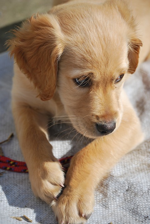 lab puppy 5473891 960 720